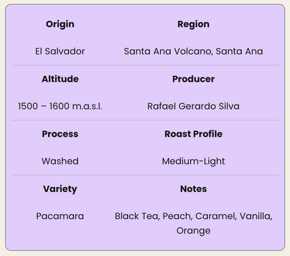 El Angel  Pacamara  Washed